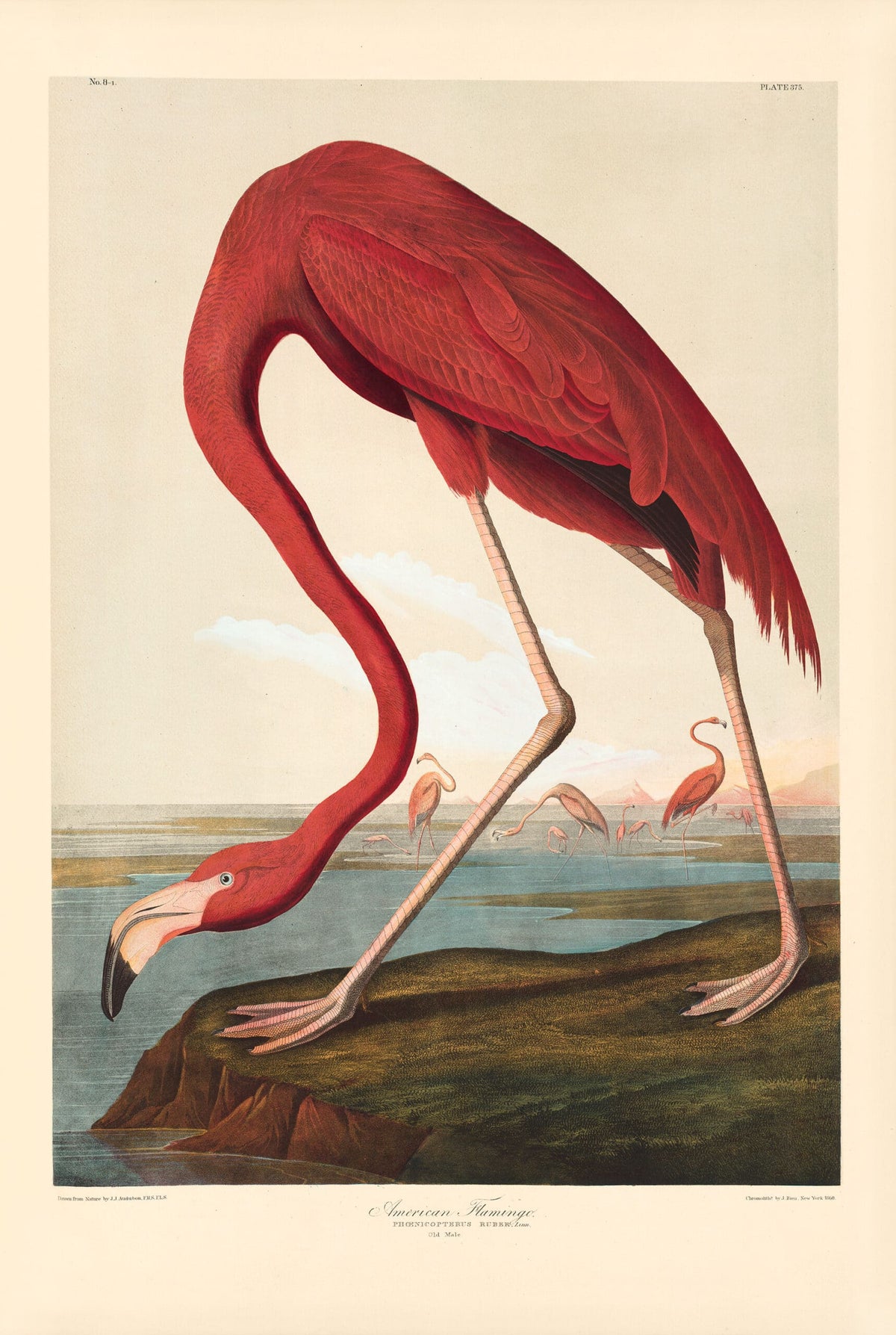 THE BIRDS OF AMERICA: THE BIEN CHROMOLITHOGRAPHIC EDITION