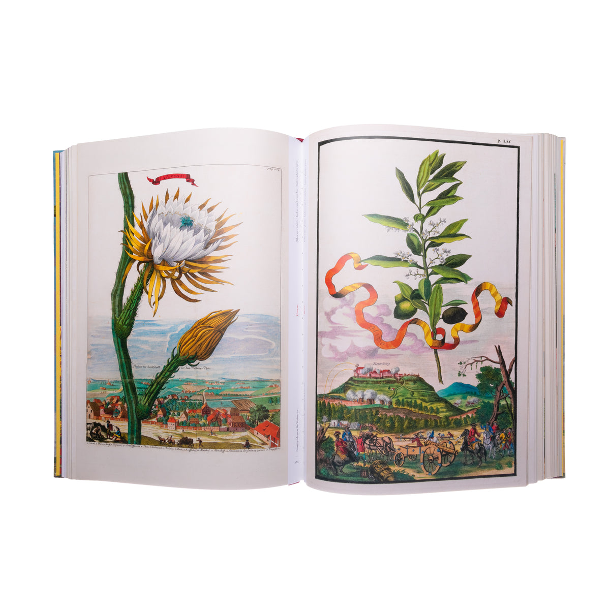 THE BOOK OF CITRUS FRUITS