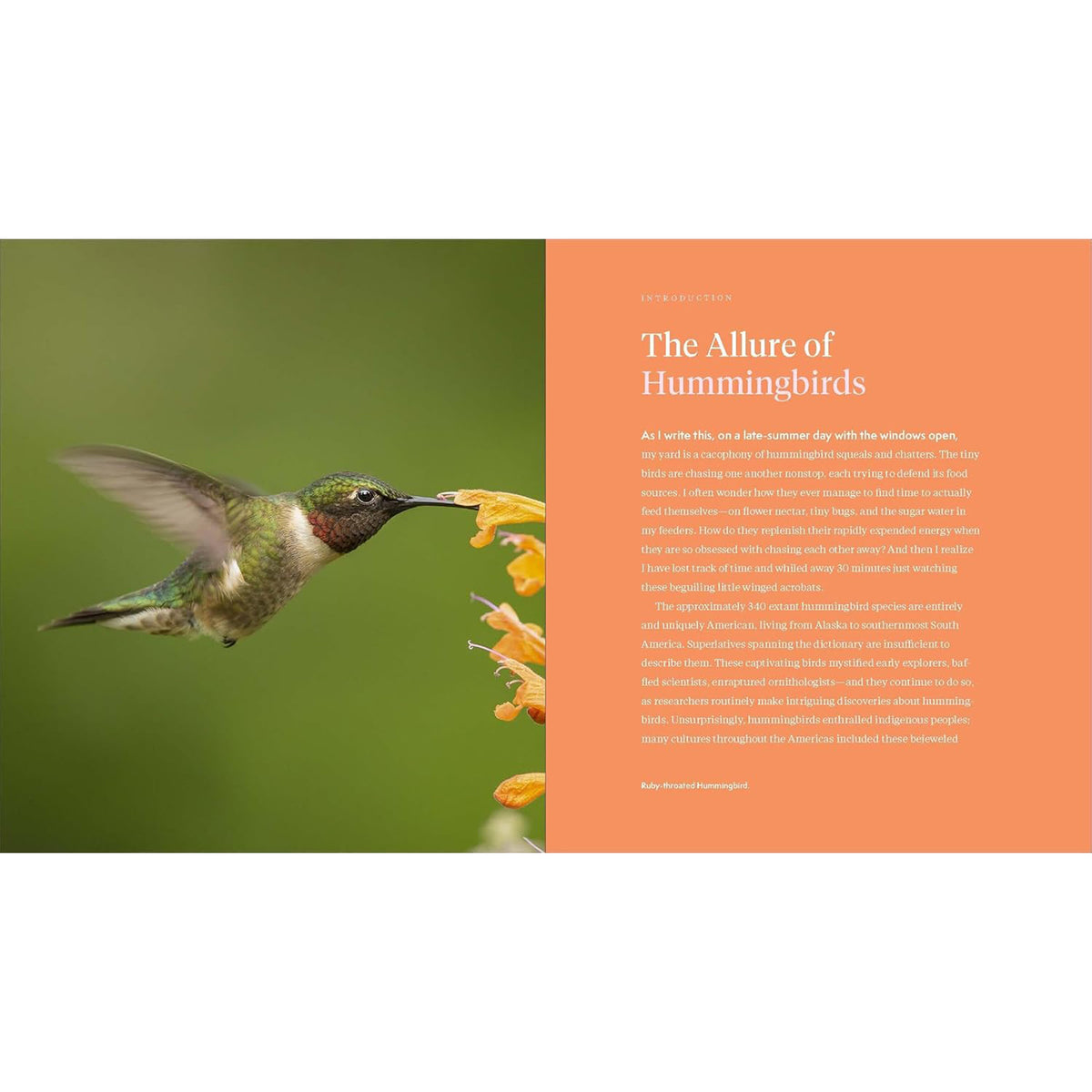 THE HUMMINGBIRD HANDBOOK