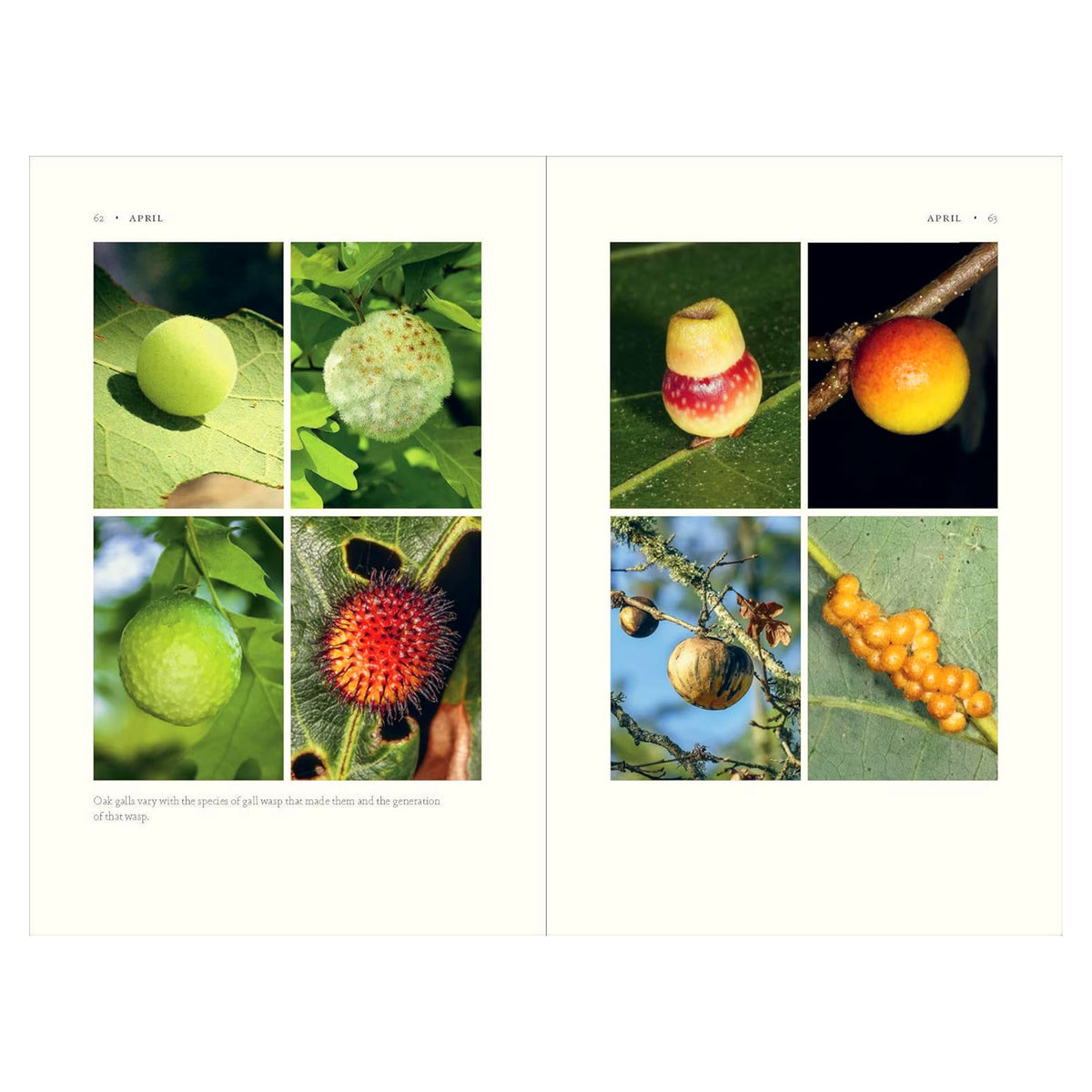 THE NATURE OF OAKS: THE RICH ECOLOGY OF OUR MOST ESSENTIAL NATIVE TREES
