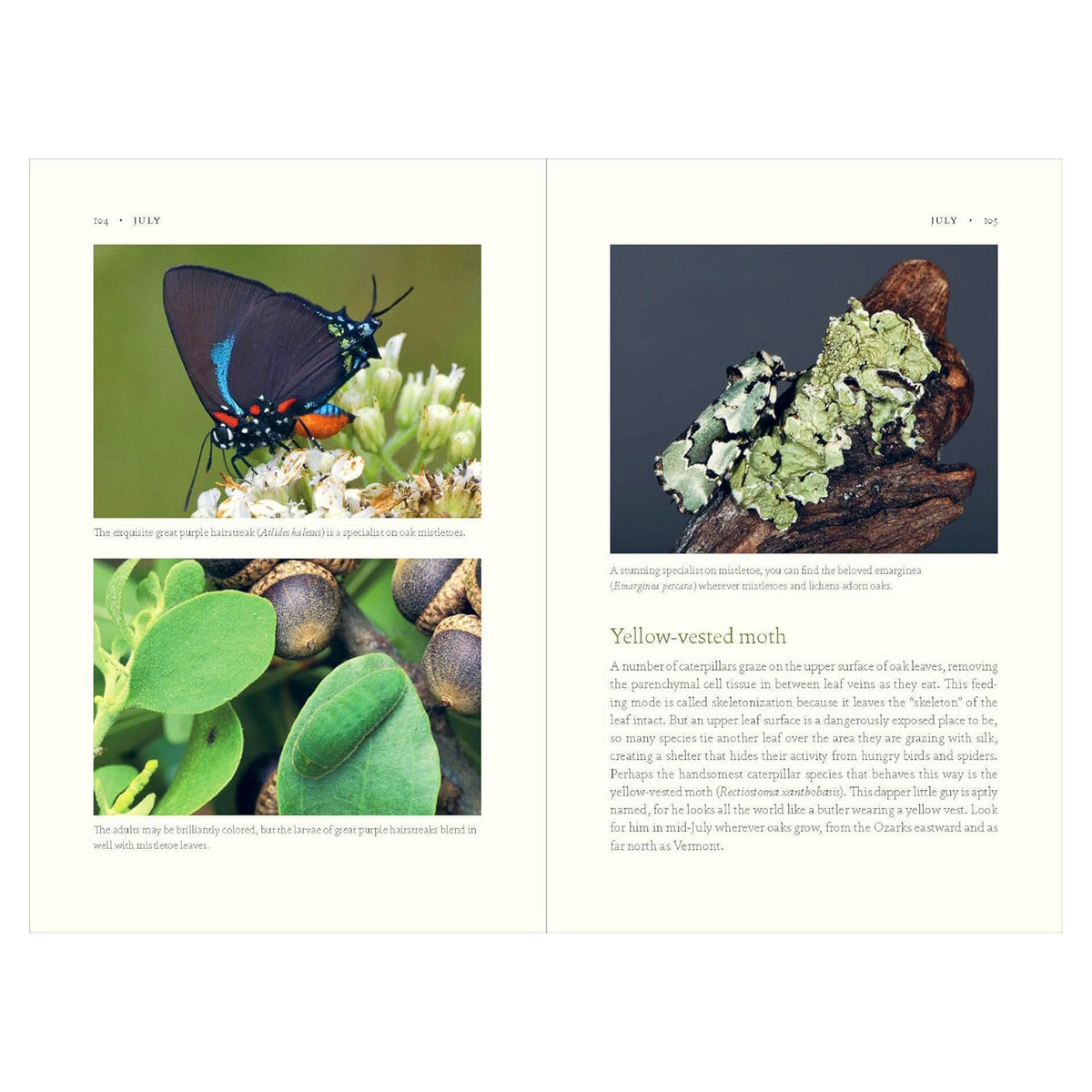 THE NATURE OF OAKS: THE RICH ECOLOGY OF OUR MOST ESSENTIAL NATIVE TREES