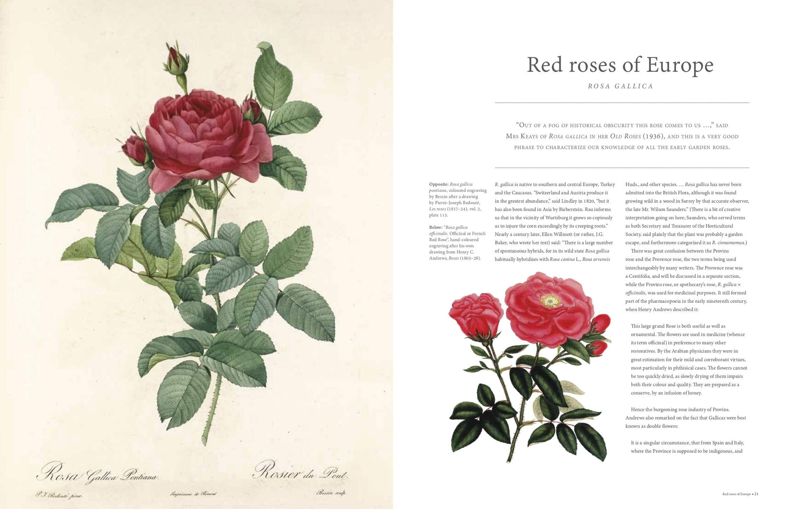 Book cover of 'The Rose' with yellow and pink roses on a dark background, featuring the RHS logo.