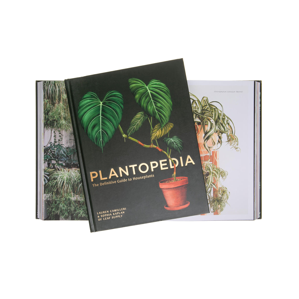 PLANTOPEDIA - THE DEFINITIVE GUIDE TO HOUSEPLANTS