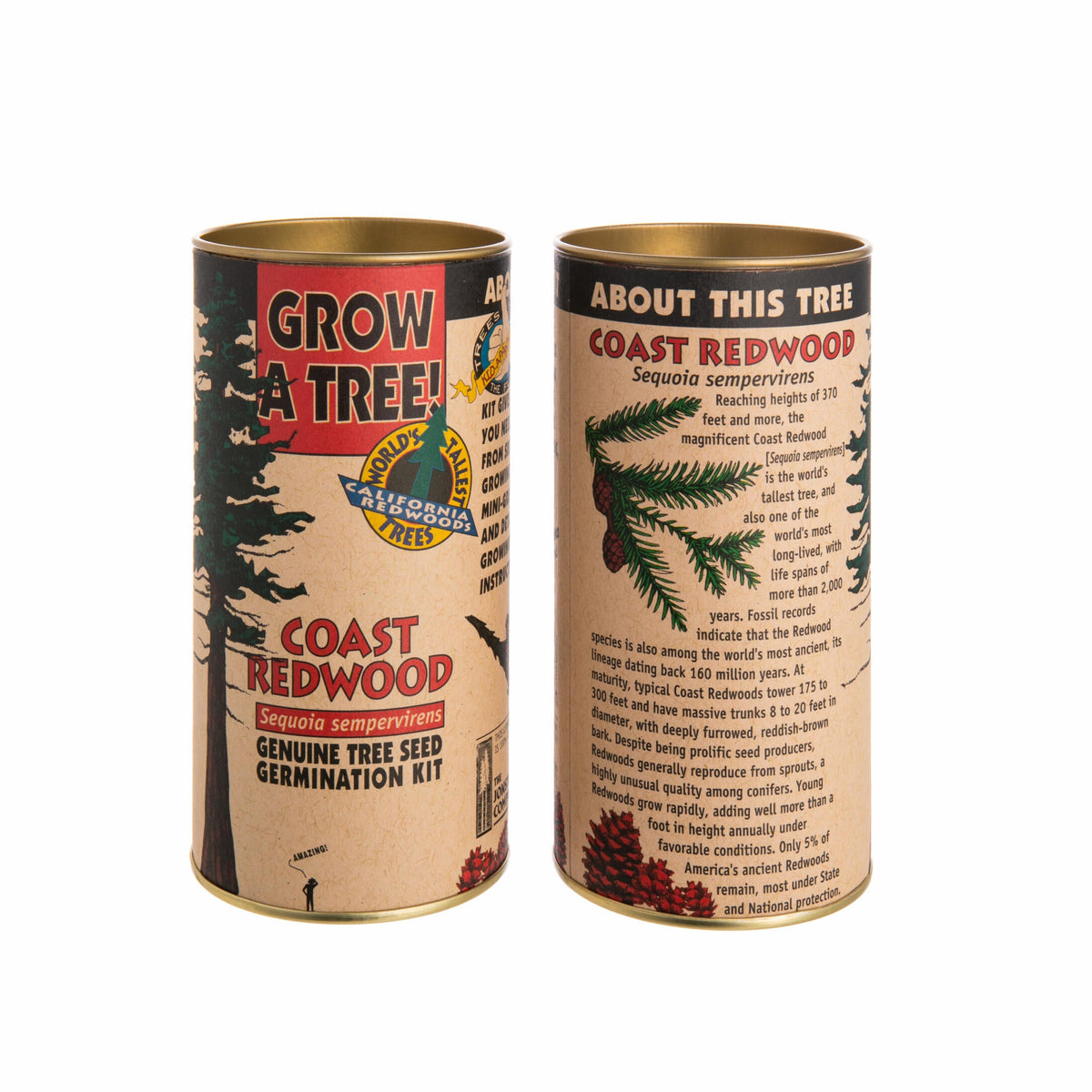 &#39;Grow a tree&#39; kit for growing a redwood tree, packaged in a vintage style cardboard tube box, with information about Coast Redwood seeds on a white background.