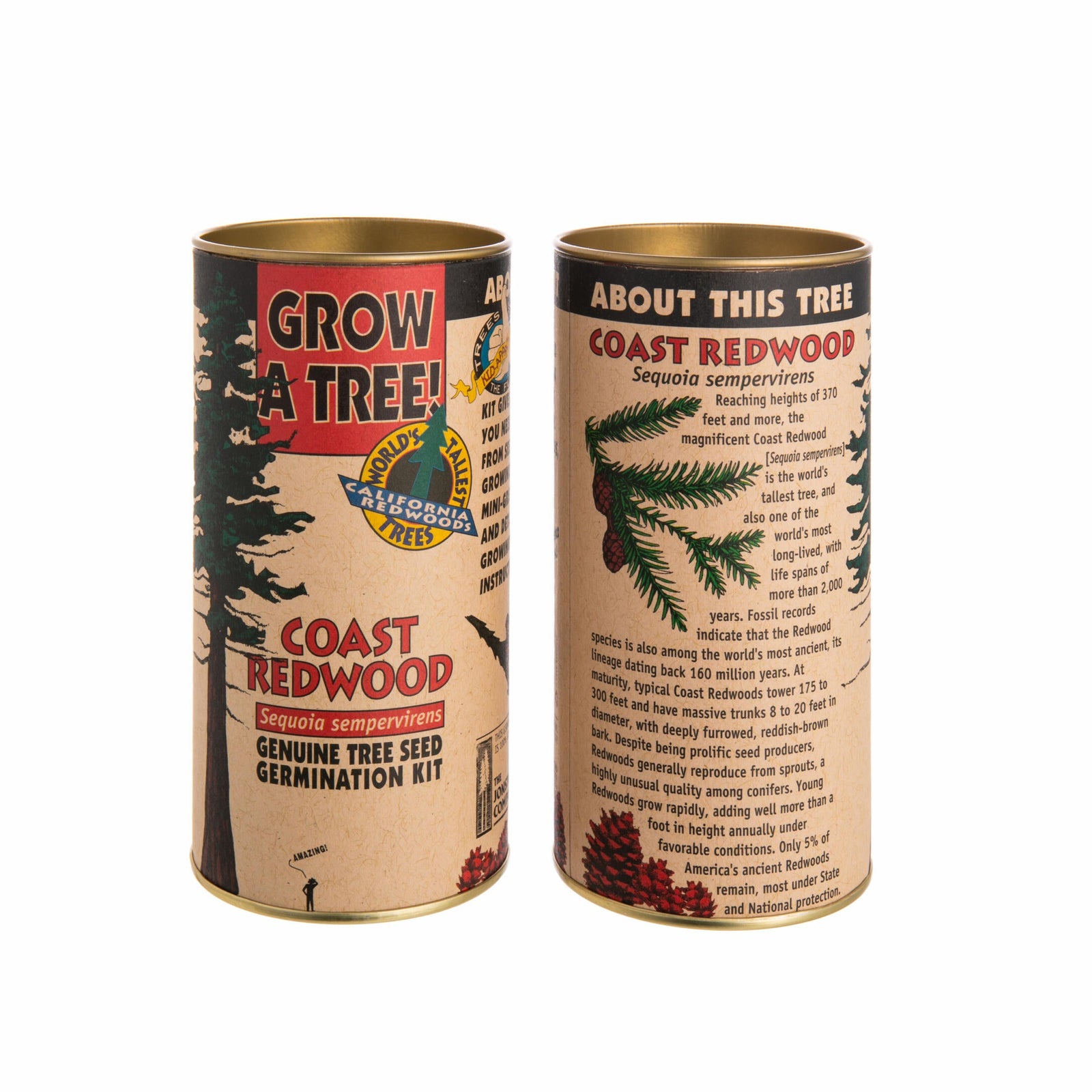 'Grow a tree' kit for growing a redwood tree, packaged in a vintage style cardboard tube box, with information about Coast Redwood seeds on a white background.