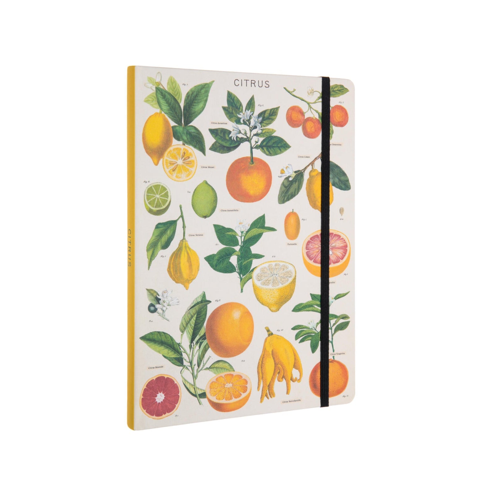 Add some zest to your notes, recipes or to-do lists with this citrus-themed notebook. The front and back cover is decorated with vintage botanical drawings from the 1800's. 144 lined pages. Dimensions: 6" x 8". Hardcover. Inside back pocket. Elastic band closure.