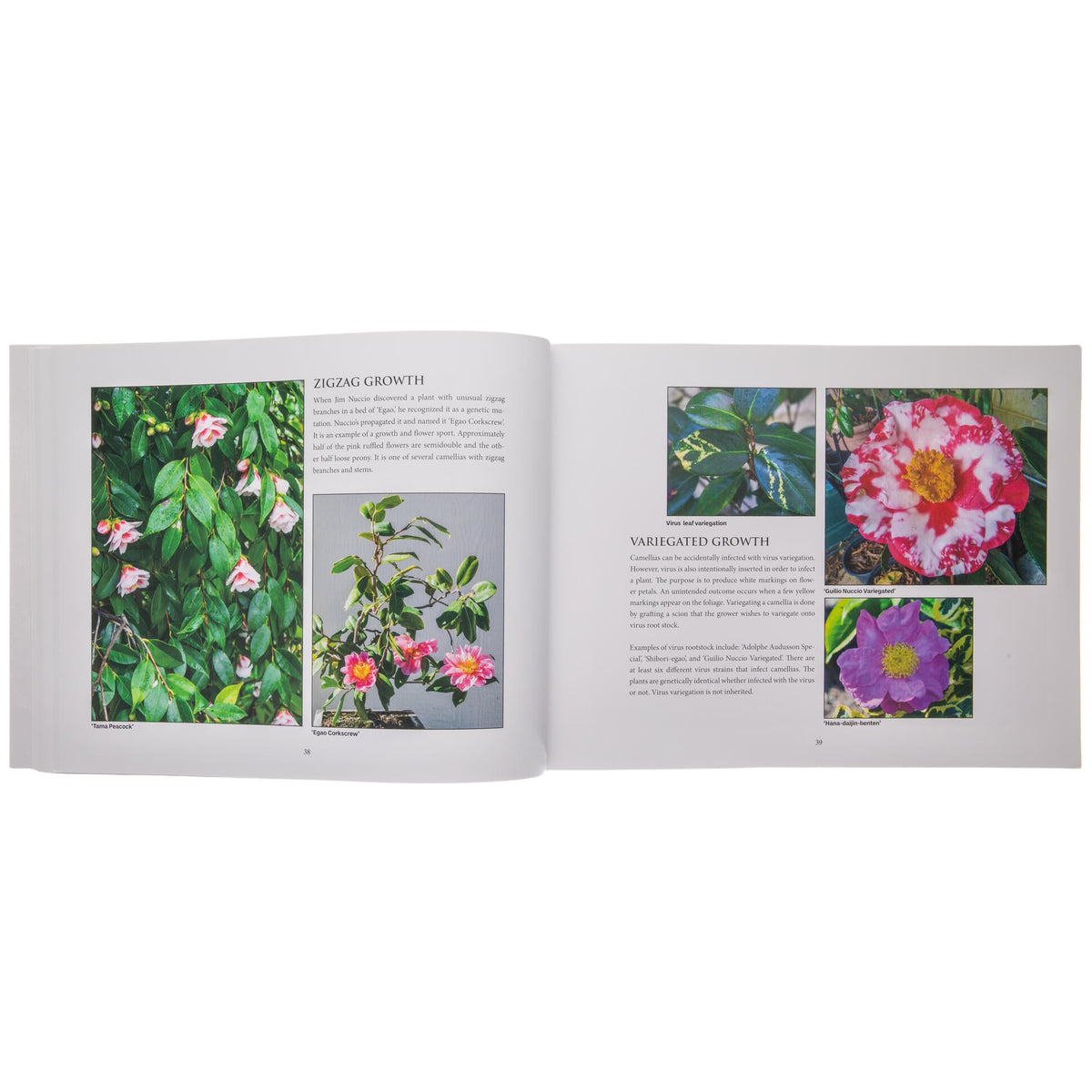 Open book with images of flowers on a white background