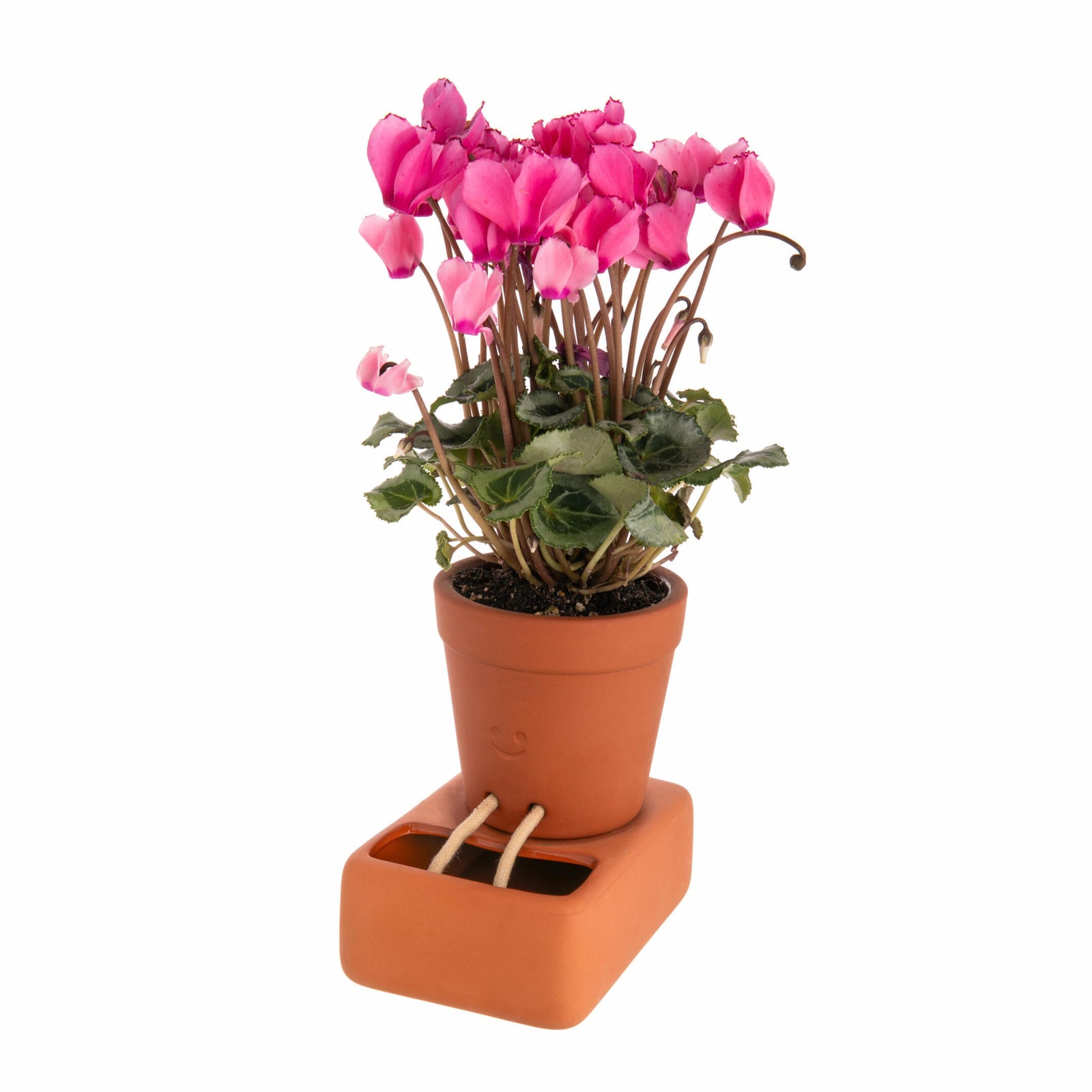 Potted plant with pink flowers on a white background