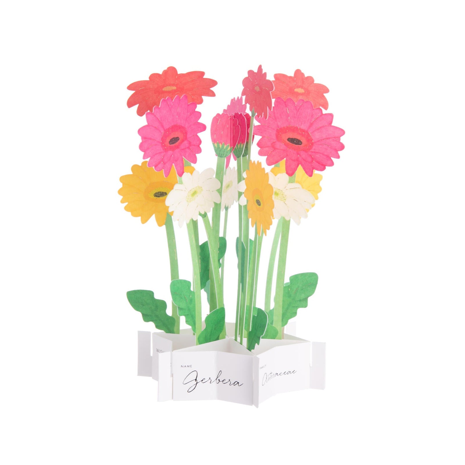This delightful blank note card is not only a beautifully designed card but can also be used as an everlasting flower centerpiece. Featuring pretty Gerbera daisies, the card folds out to a three-dimensional bouquet. There is a gift tag included so that you can easily add your own message. Pop-up card Dimensions when open: 7.5" x 4.5" 