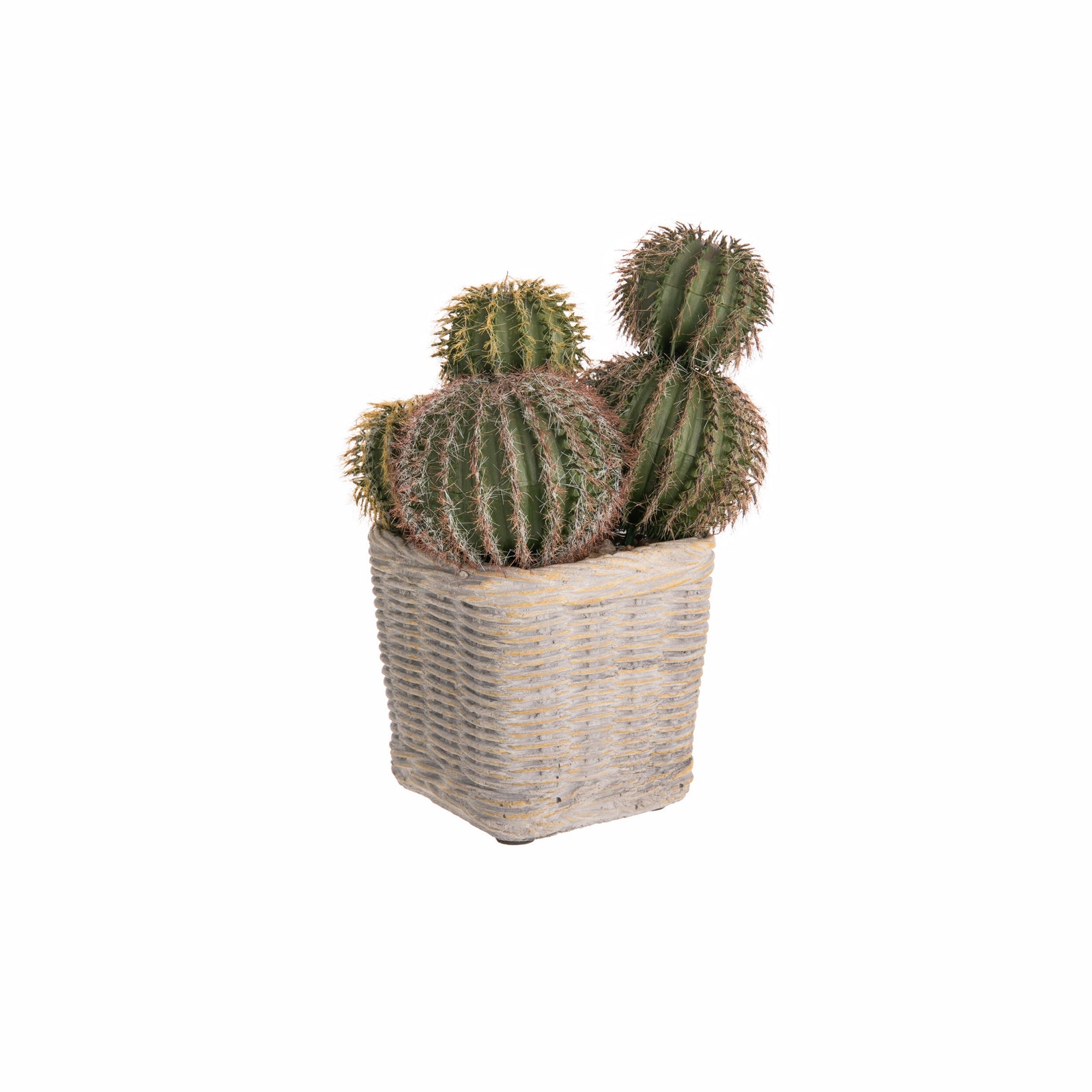 Cactus plant in a woven basket on a white background
