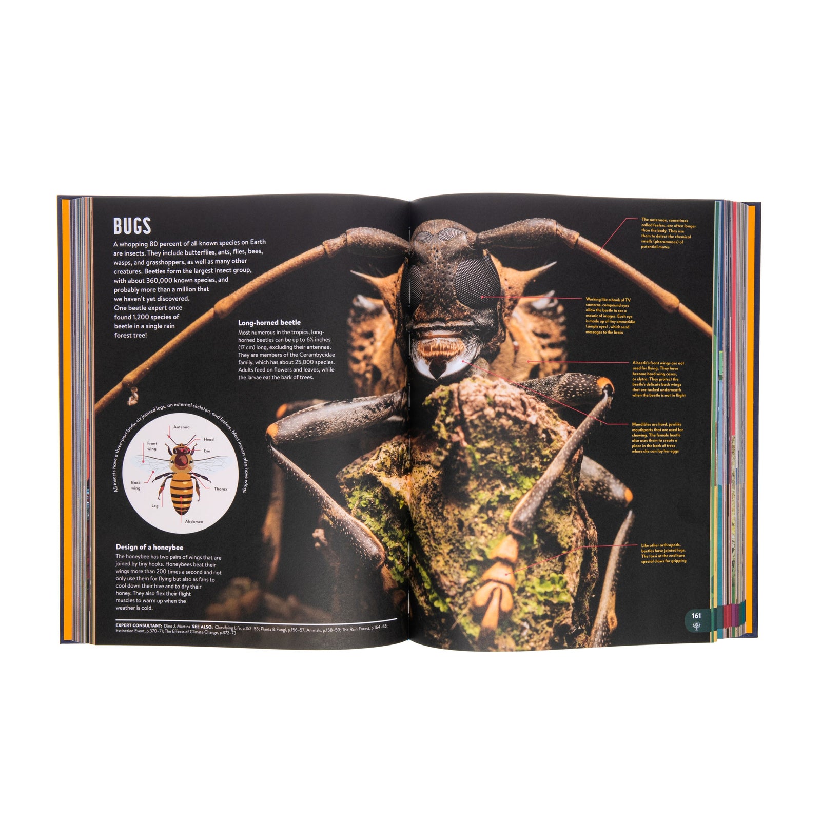 Earth? Space? Animals? History? STEM? The Britannica All New Kids’ Encyclopedia has them all. This beautifully illustrated, 424-page compendium of knowledge is a must-have addition to every family bookshelf and library collection. 424 pages Hardcover Reading ages: 5–9 years.