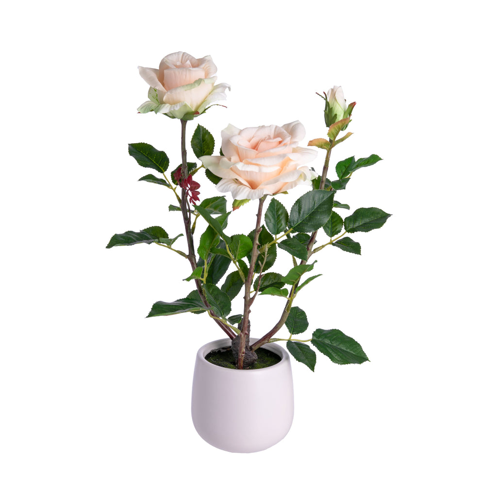 Love roses but wish their blooms lasted longer? Here's your answer! These fabulously faux silk like roses will remain bright and beautiful year-round, provided a delightful pop of color and romance to any spot in your home. Silk-like roses in ceramic pot Dimensions approx. 16" tall. Ceramic pot: 3.5" x 4"