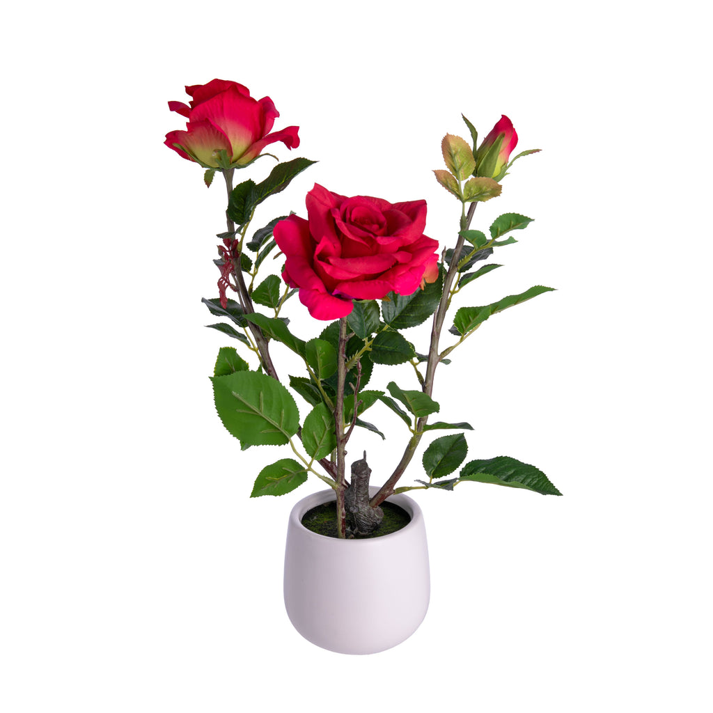 Love roses but wish their blooms lasted longer? Here's your answer! These fabulously faux silk like roses will remain bright and beautiful year-round, provided a delightful pop of color and romance to any spot in your home. Silk-like roses in ceramic pot Dimensions approx. 16" tall. Ceramic pot: 3.5" x 4"