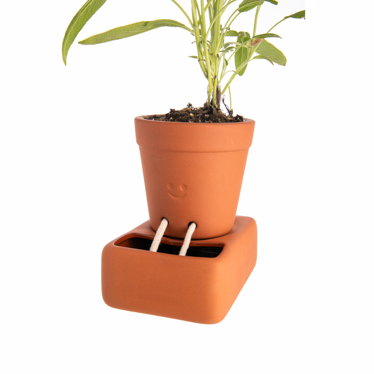 Terracotta pot with a plant on a matching terracotta base against a white background