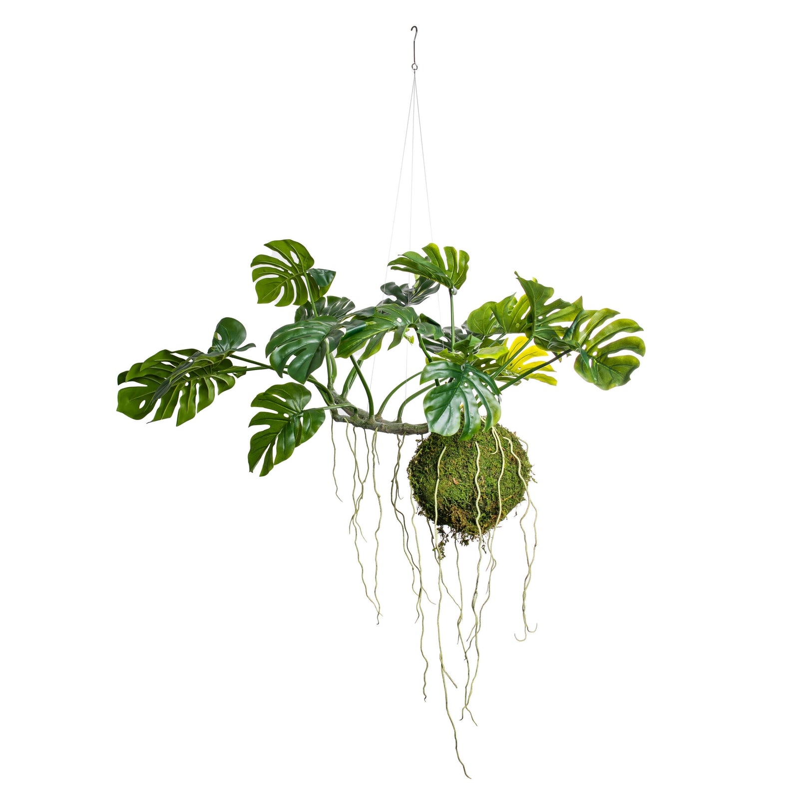 Hanging kokedama with green leaves on a white background