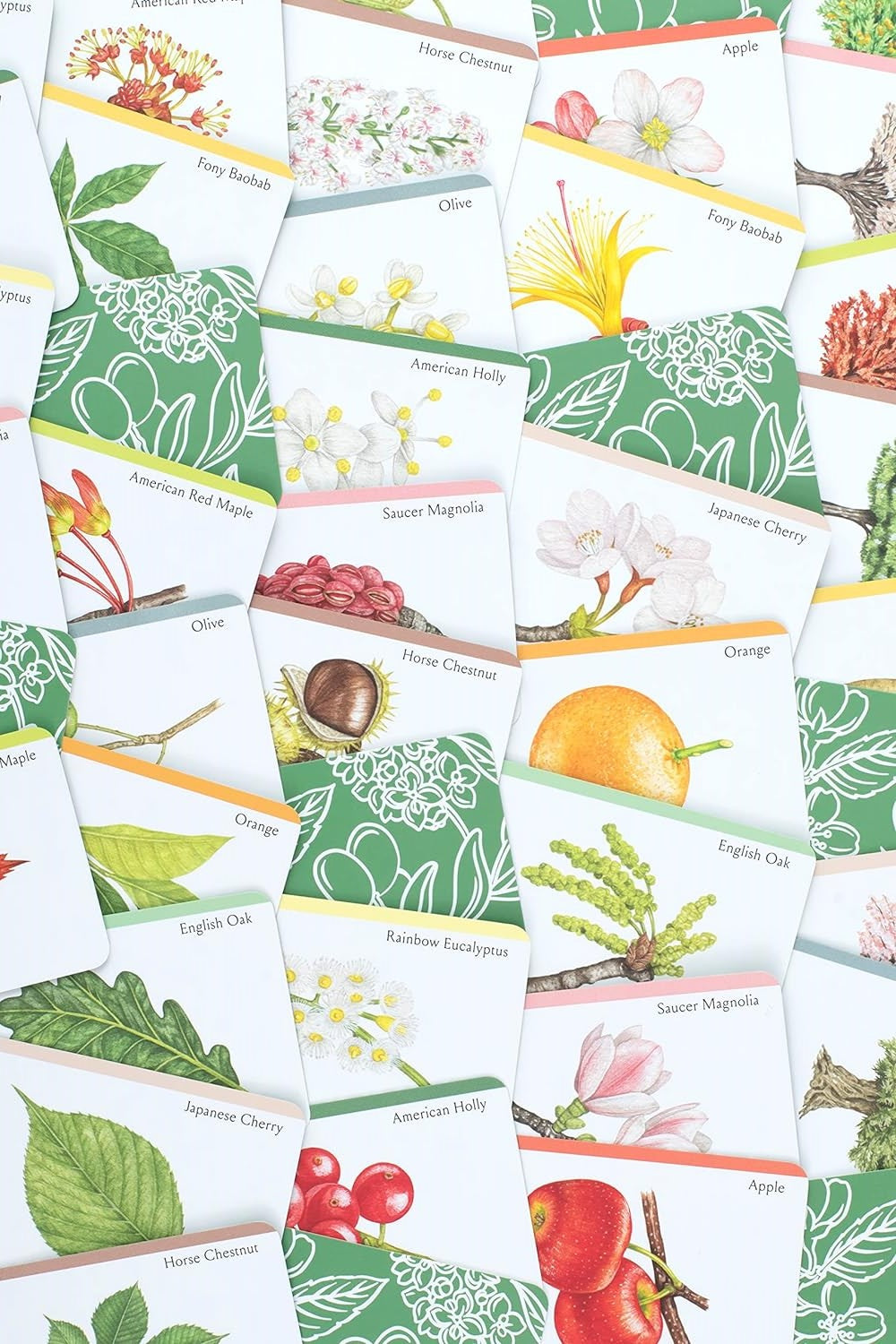 TREE FAMILIES: A CARD GAME FOR TREE LOVERS