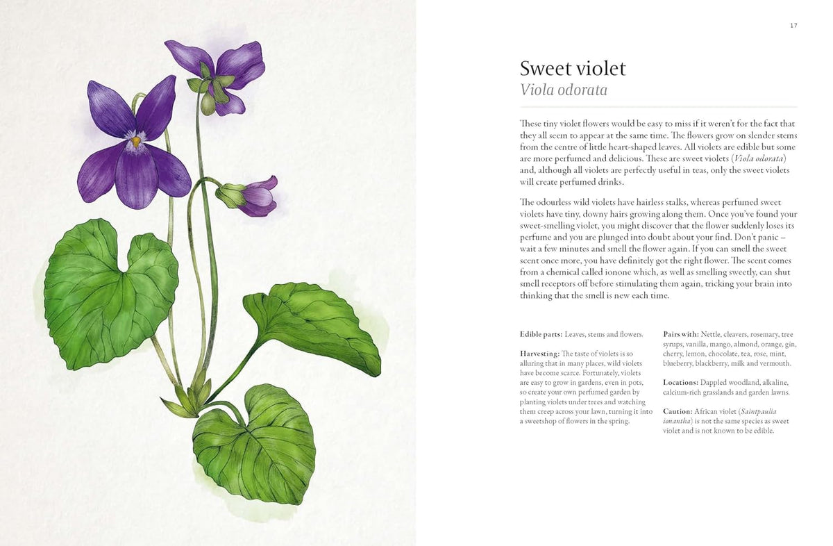 A FORAGER&#39;S GUIDE TO WILD DRINKS