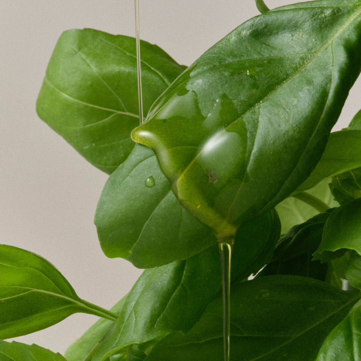 ARISE BASIL OLIVE OIL