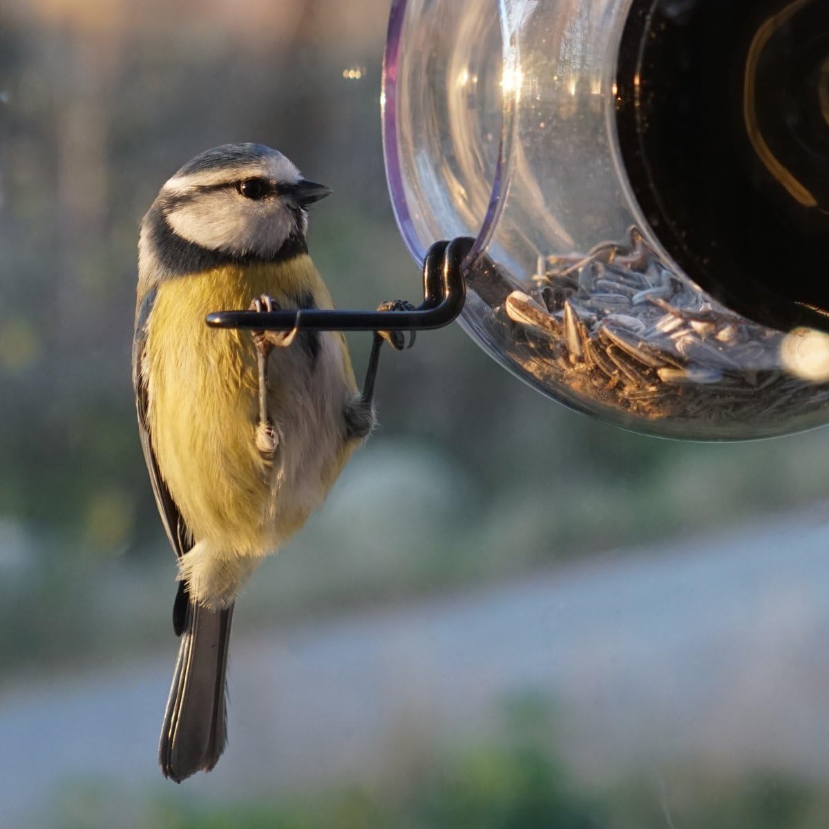 WINDOW GLOBE BIRD FEEDER