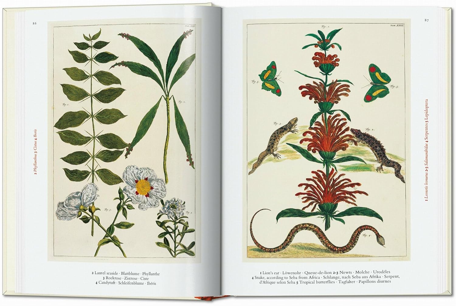 The Cabinet of Natural Curiosities is one of the 18th century’s greatest natural history achievements and remains one of the most prized natural history books of all time. Though scientists of his era often collected natural specimens for research purposes, Amsterdam-based pharmacist Albertus Seba (1665–1736) was unrivalled in his passion. His amazing collection of animals, plants and insects from all around the world gained international fame during his lifetime. In 1731, after decades of collecting, Seba 