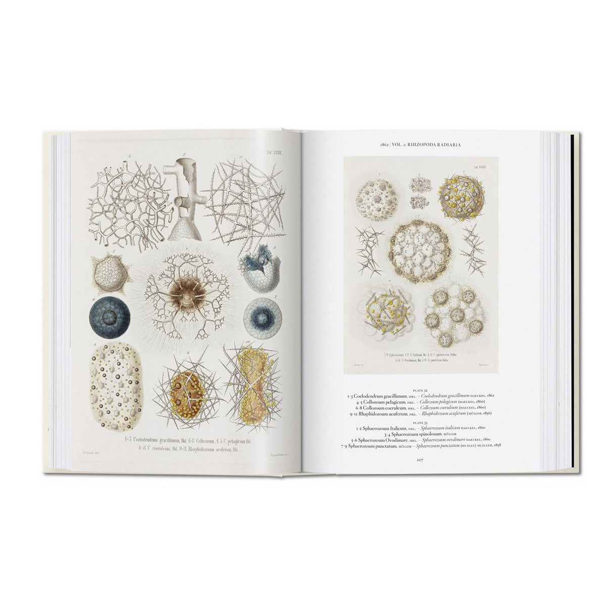 Open book displaying illustrations of various natural specimens on white background