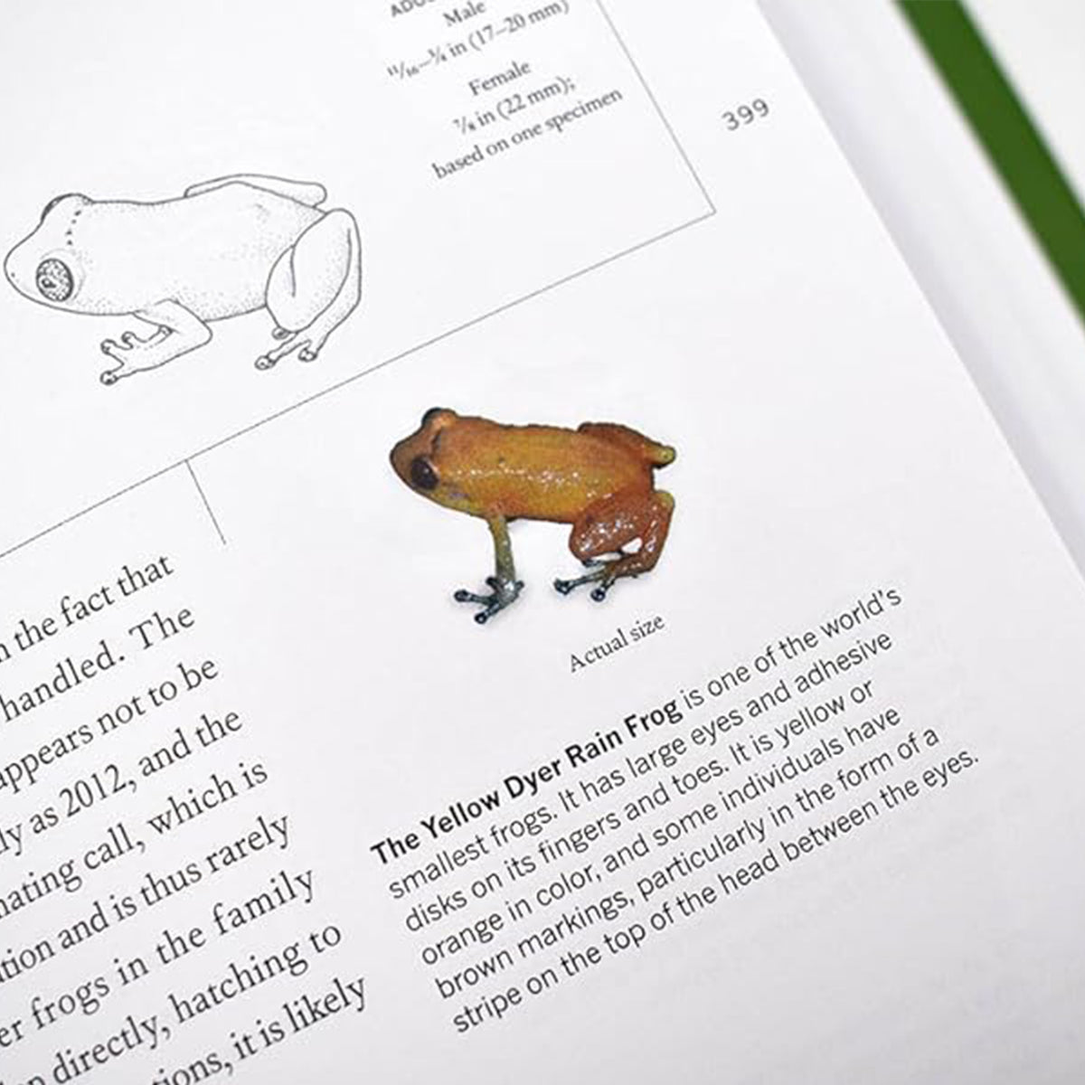 Small frog model on a page from a book about frogs