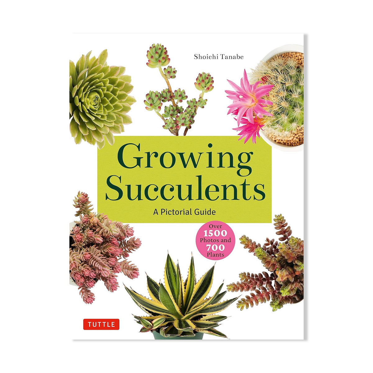 GROWING SUCCULENTS