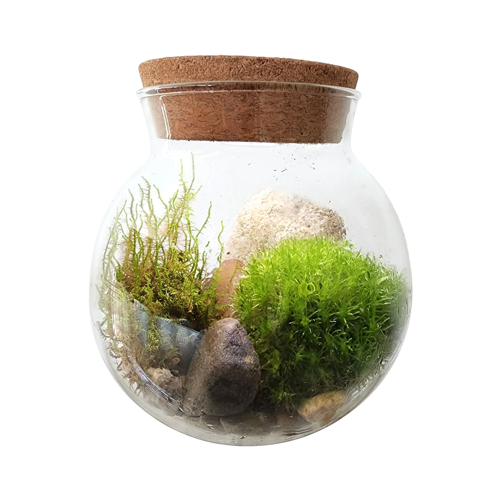 MossBowl packaging with images of moss and a pot on a white background