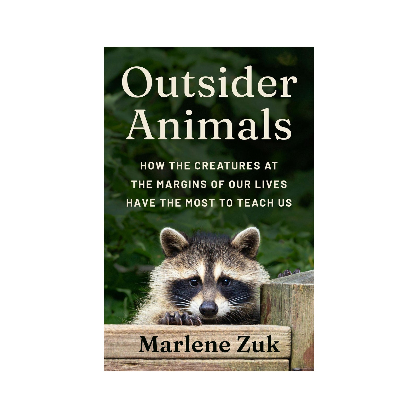 Book cover for 'Outsider Animals' by Marlene Zuk, featuring a raccoon peeking over a wooden fence against a dark green background.
