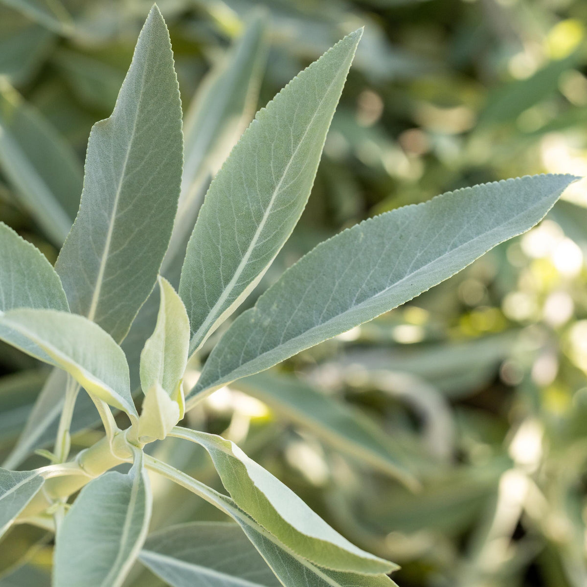 THE HUNTINGTON WHITE SAGE SEED PACKET