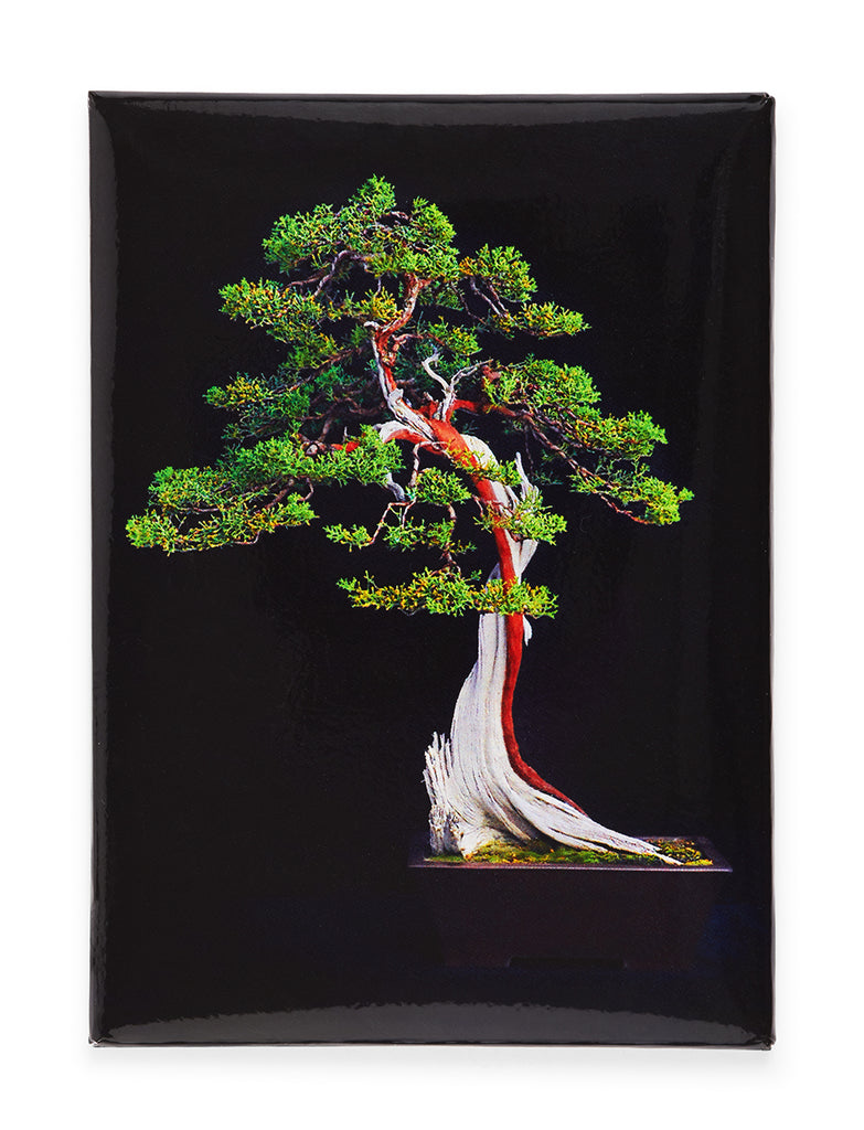 Fridge magnet featuring a California juniper (Juniperus californica), bunjin (literati or abstract style) bonsai, which is over 500 years old. It was originally collected from the Mojave Desert and is currently displayed in a Tokoname pot from Japan in The Huntington Bonsai Collection. Magnet size: 2.5 x 3.5"