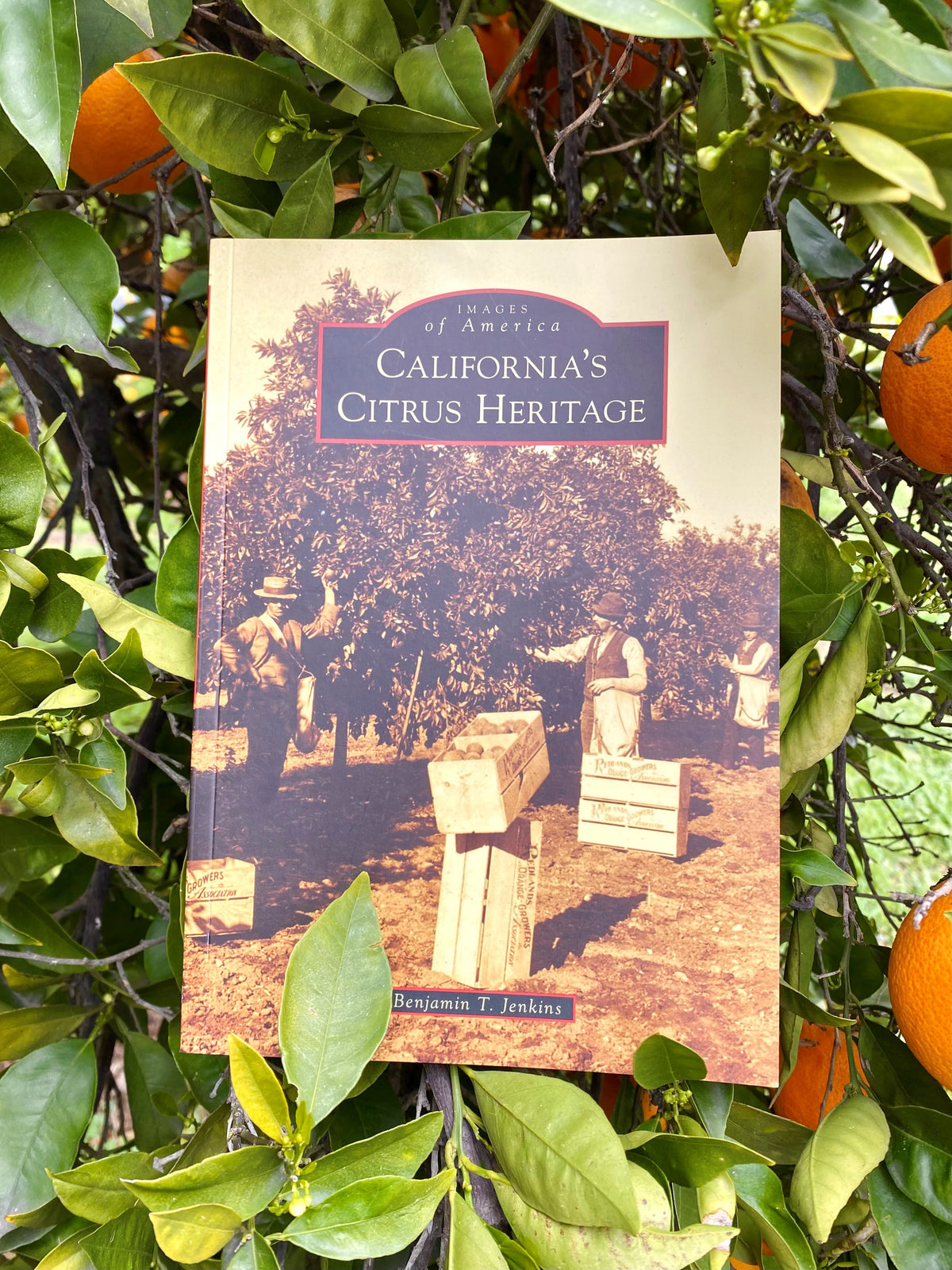 CALIFORNIA&#39;S CITRUS HERITAGE