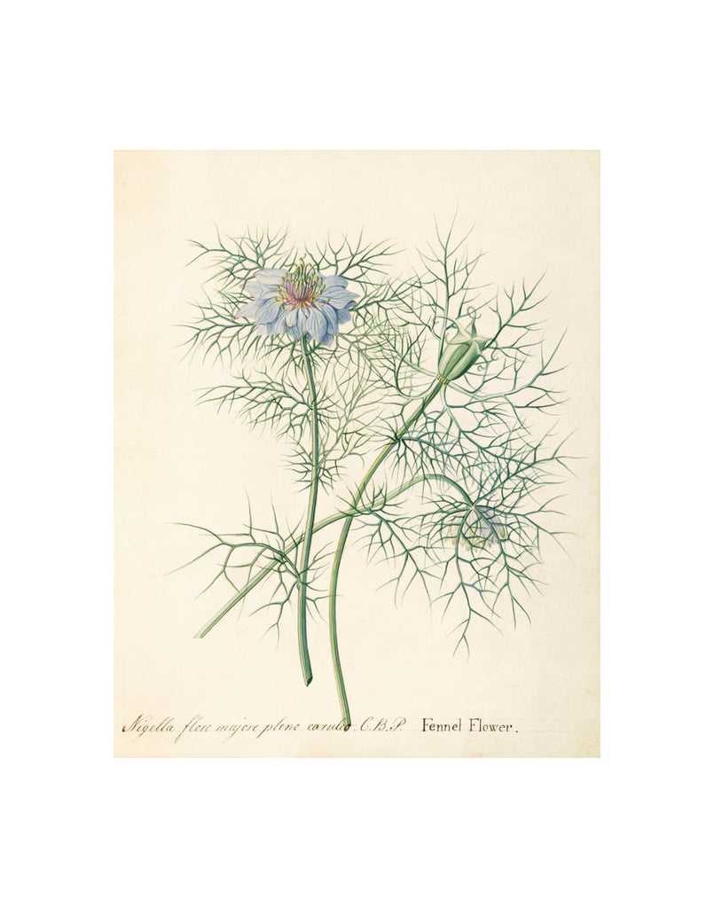 Drawn by Mary Parker, Countess of Macclesfield ca.1790, England. This depiction of a fennel flower is one of the prints featured in the Huntington Tearoom, the original of which resides in The Huntington's Art Collections. Reproduction art print. Matte finish. Print size: 11" x 14" Exclusive to the Huntington Store.