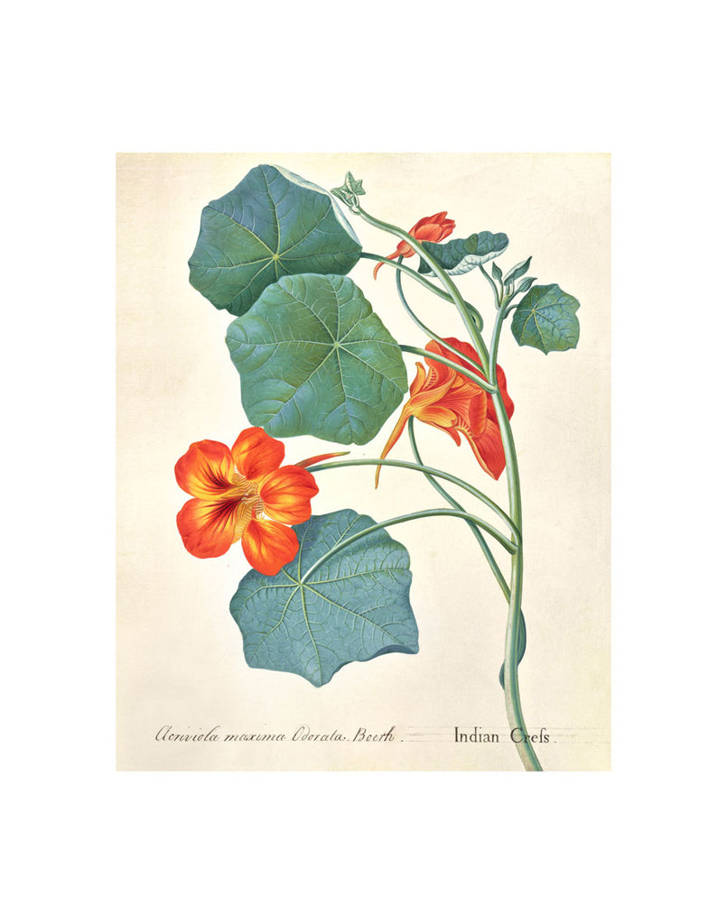 Drawn by Mary Parker, Countess of Macclesfield ca.1790, England. This vibrant orange bloom is one of the prints featured in the Huntington Rose Garden Tearoom, the original of which resides in The Huntington's Art Collections. Reproduction art print. Matte finish. Print size: 11" x 14" Exclusive to the Huntington Store