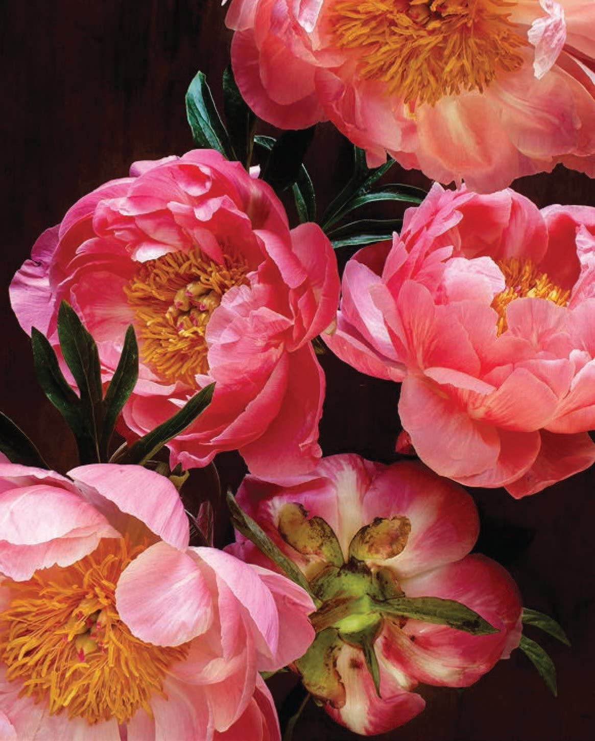 PRETTY PEONIES - 20 NOTECARDS &amp; ENVELOPES