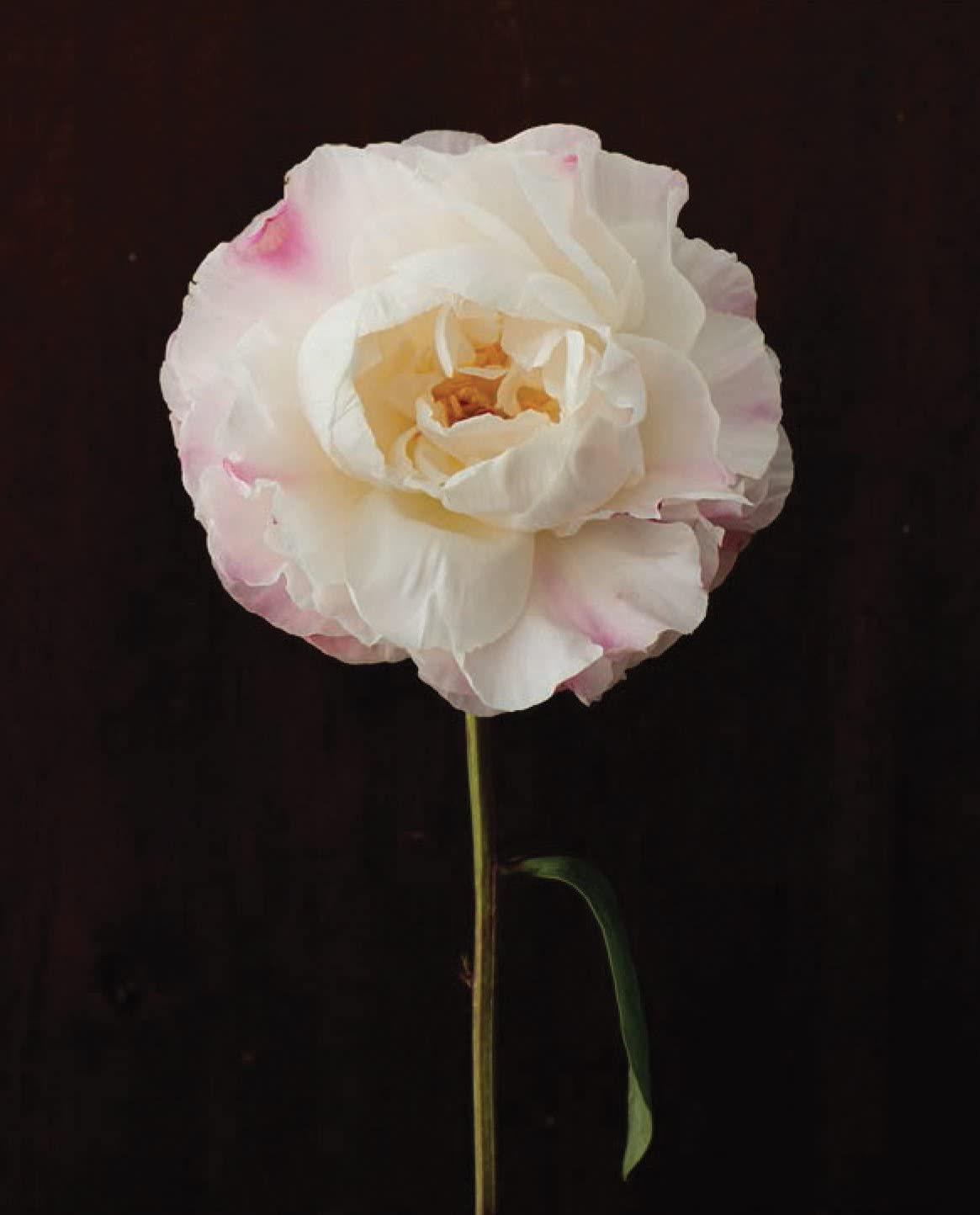 PRETTY PEONIES - 20 NOTECARDS &amp; ENVELOPES