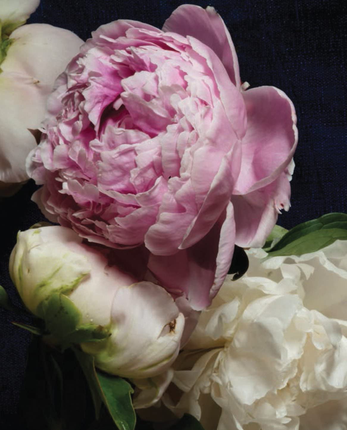 PRETTY PEONIES - 20 NOTECARDS &amp; ENVELOPES