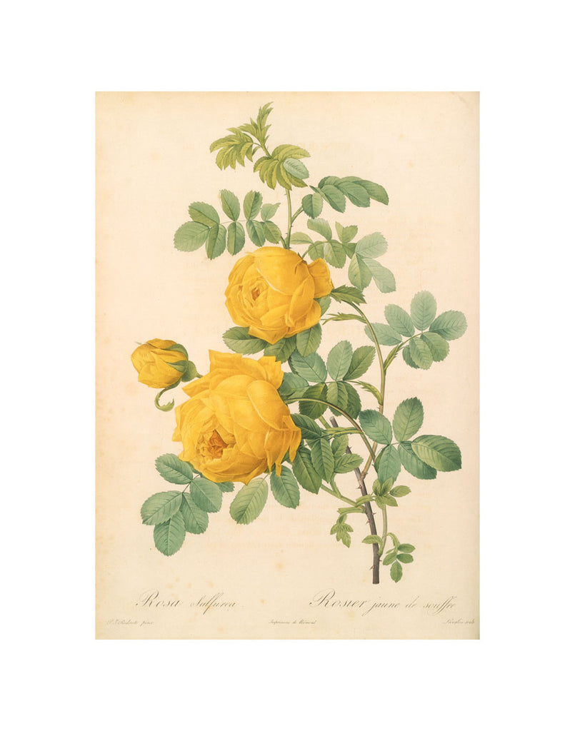 By Pierre Joseph Redouté, Bibliotheca Botanica Rosarum, 1817-1824. This depiction of a saffron-yellow rose in full bloom, is one of the prints featured in the Huntington Tearoom, the original of which resides in The Huntington's Art Collections. Reproduction art print.  11" x 14" Exclusive to the Huntington Store.