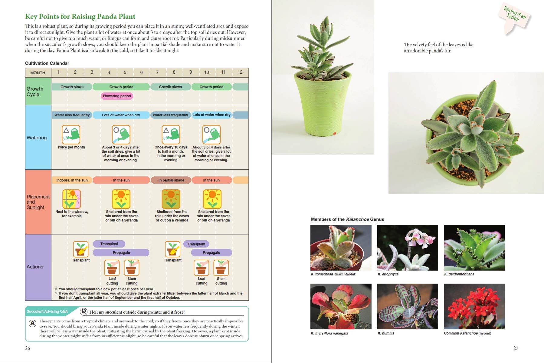 understanding succulents A BEGINNER'S GUIDE TO SUCCULENT GARDENING