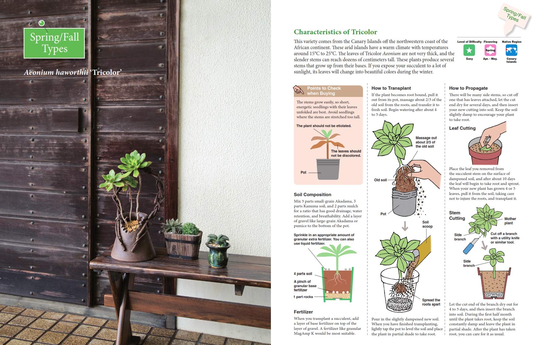 succulent beginner guide A BEGINNER'S GUIDE TO SUCCULENT GARDENING
