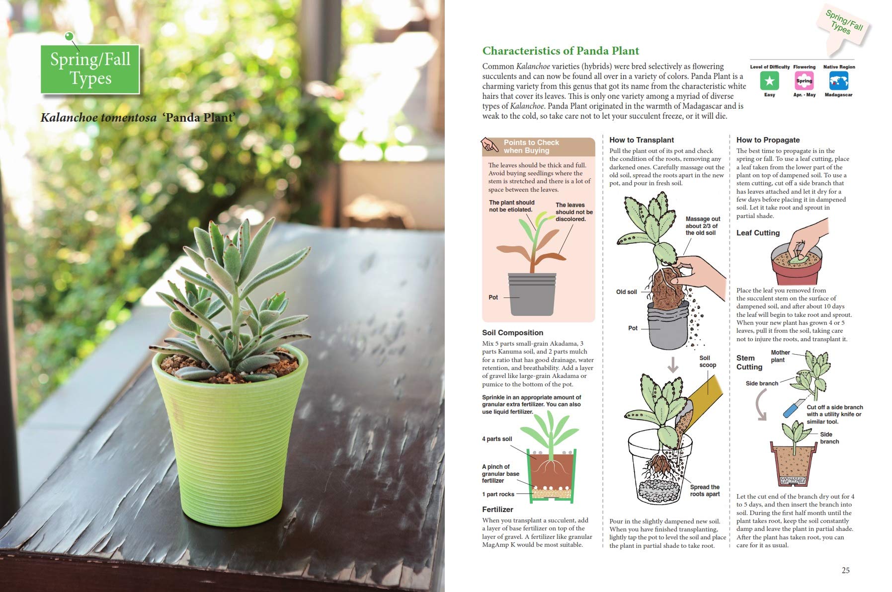 beginners guide to indoor succulents A BEGINNER'S GUIDE TO SUCCULENT GARDENING