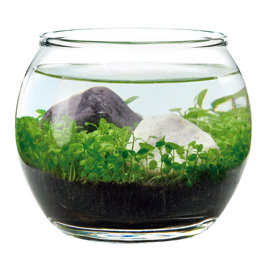 Crafted in Japan, this Zen-inspired plant aquarium includes everything you need to create a miniature water garden in an attractive glass bowl. It includes volcanic gravel, rocks and tropical seeds that sprout in a lush green hue. This miniature living waterscape adds a serene natural beauty to any tabletop.