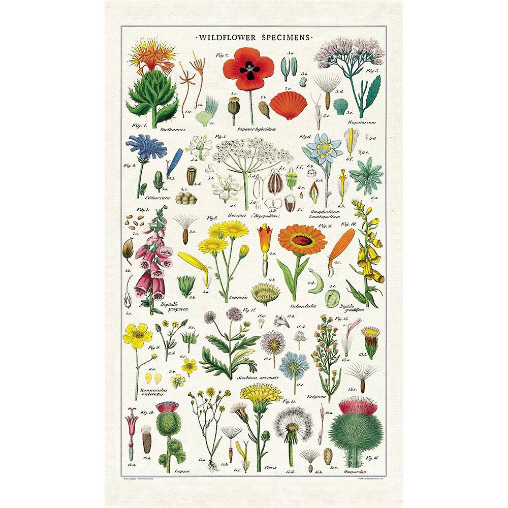 Beautiful English tea towel featuring botanical illustrations of wildflowers from the Cavallini & Co. archives. Made with 100% natural cotton. Packaged in a keepsake muslin bag. 19 " x 31 3/4".